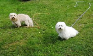 education chien dinard