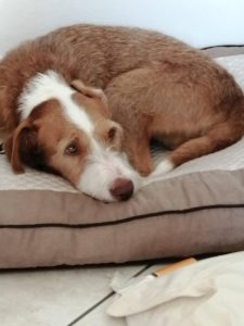 education chien dinan