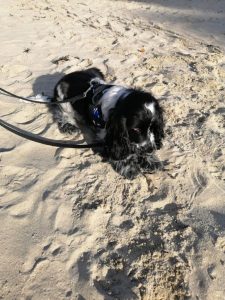 education chien st malo