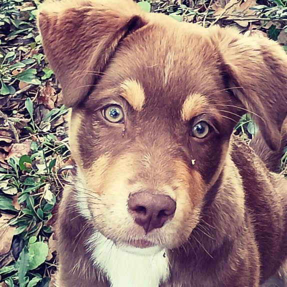 education chien dans le 22