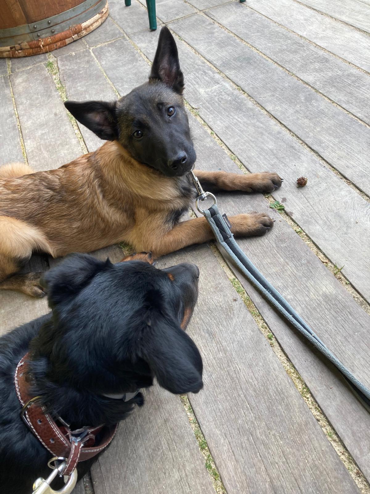 comportementaliste chiot dinan